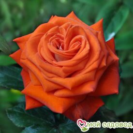 Роза чайно-гибридная Верано в Печоре