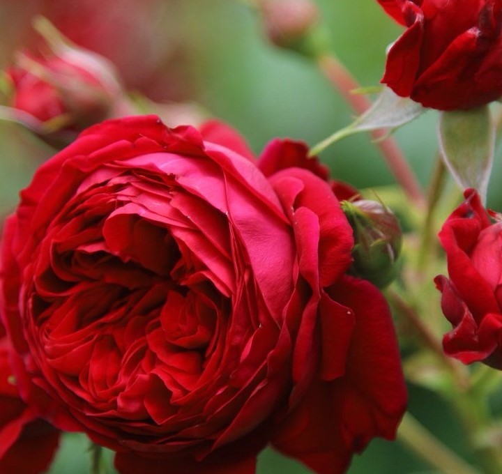 Роза Ред Леонардо Да Винчи