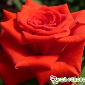 Роза чайно-гибридная Корвет в Печоре