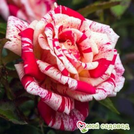 Роза чайно-гибридная Папагено в Печоре