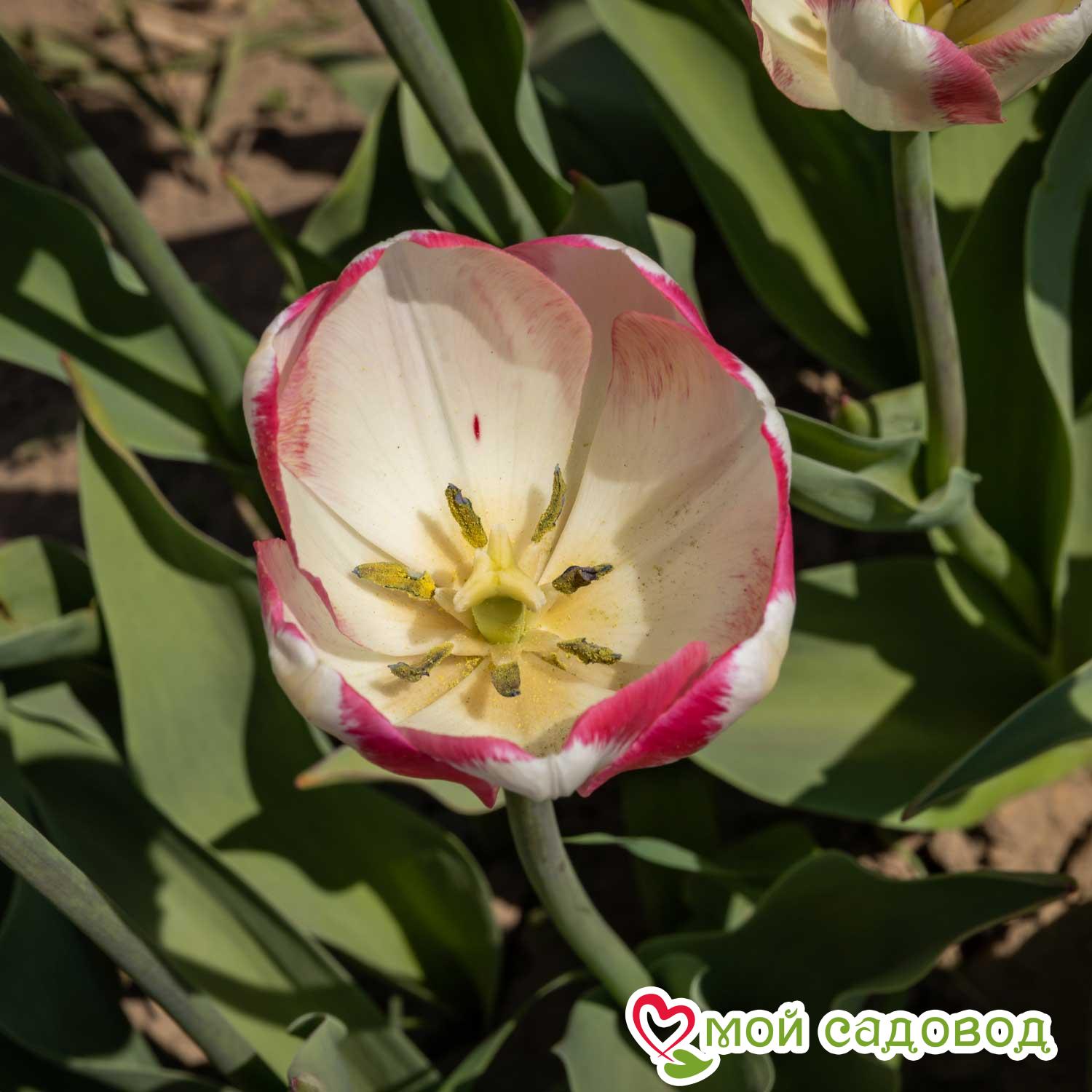 Тюльпан Силк Сюрпрайз