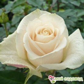 Роза чайно-гибридная Венделла в Печоре