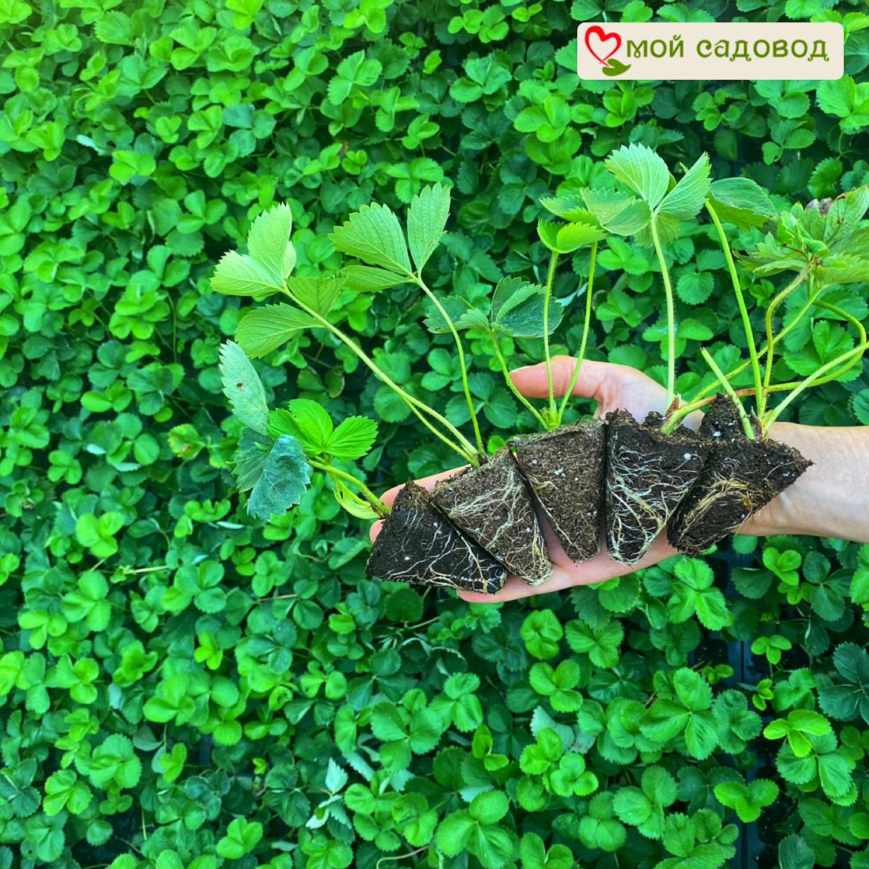 Клубника Филон