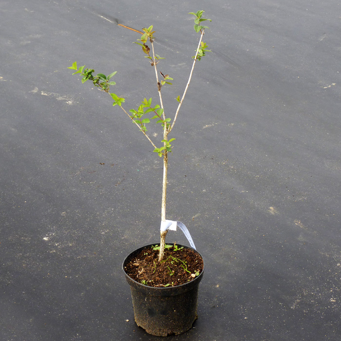 Жимолость Медовая ягода