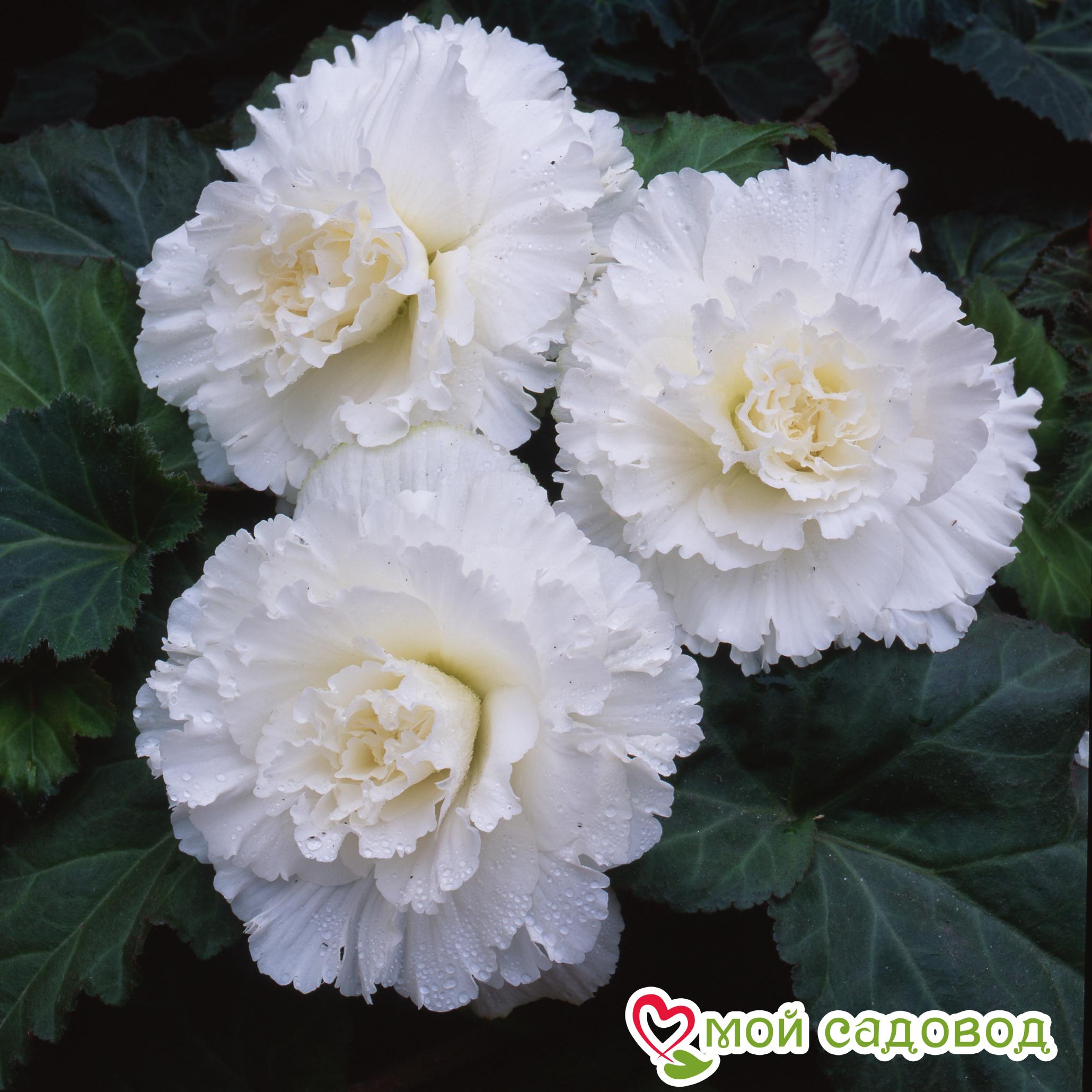 БЕГОНИЯ ФИМБРИАТА ВАЙТ