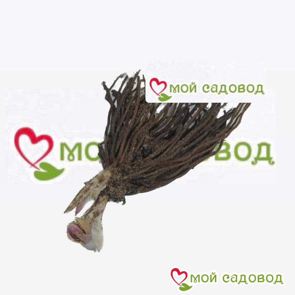 Хоста Океан Вью