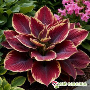 Хоста Мунлайт Глим