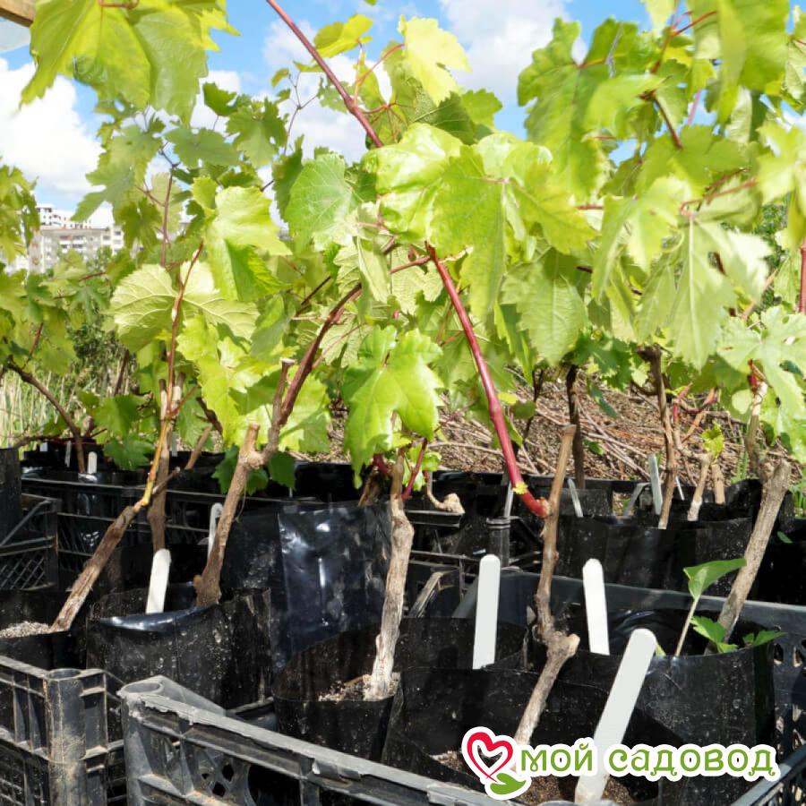 Виноград Таврида